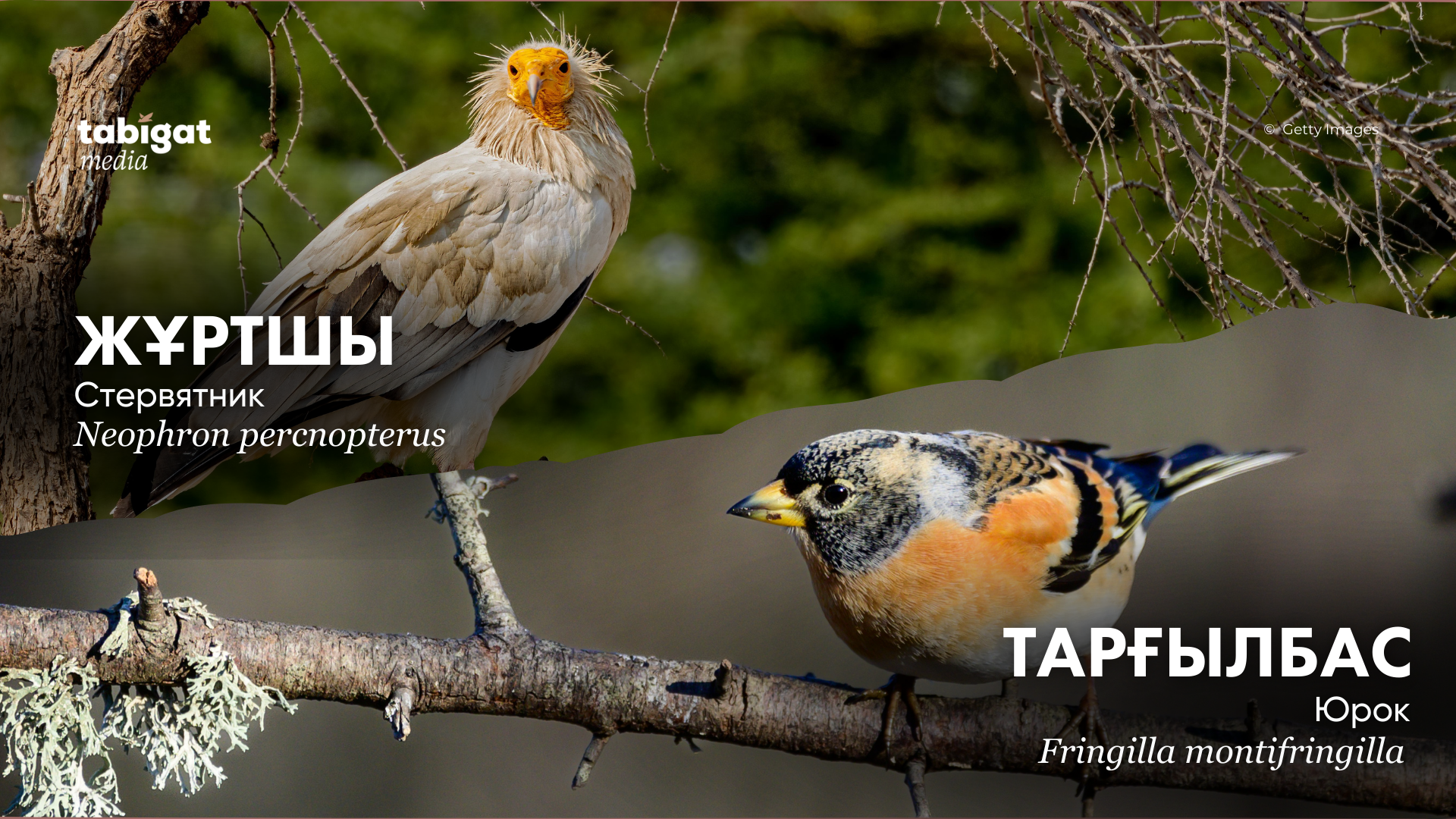 Орыс киносындағы секс